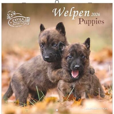 Alpha Welpen Kalender 2026 – Wandkalender 30x30 cm (30x60 cm geöffnet) – Für Hundeliebhaber – 12 süße Hundefotografien, viel Platz für Notizen, mit Feiertagen & Ferienterminen: Puppies Alpha Welpen Kalender 2026 – Wandkalender 30x30 cm (30x60 cm geöffnet) – Für Hundeliebhaber – 12 süße Hundefotografien, viel Platz für Notizen, mit Feiertagen & Ferienterminen: Puppies