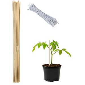Relaxdays Pflanzstäbe Bambus, 50er Set, HxD: 60 x 0,6 cm, Rankhilfe für Pflanzen, Bambusstäbe mit Bindedraht, Natur Relaxdays Pflanzstäbe Bambus, 50er Set, HxD: 60 x 0,6 cm, Rankhilfe für Pflanzen, Bambusstäbe mit Bindedraht, Natur