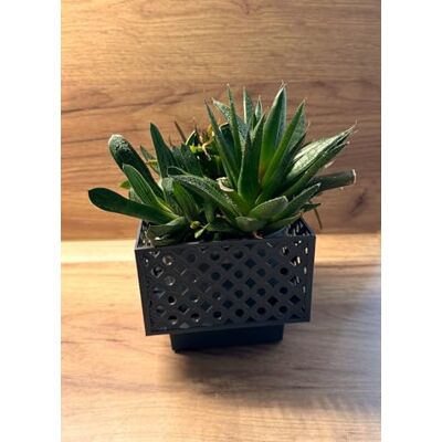 Kimmel 2 Stück Übertopf 11x11 cm Eckig Blumenübertopf für Zimmerpflanzen Orchideentopf Pflanztopf Blumentopf Deko Topf Pflanzkübel aus Kunststoff Grau für Innen- und Außenbereich Kimmel 2 Stück Übertopf 11x11 cm Eckig Blumenübertopf für Zimmerpflanzen Orchideentopf Pflanztopf Blumentopf Deko Topf Pflanzkübel aus Kunststoff Grau für Innen- und Außenbereich