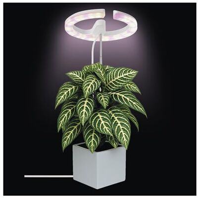 EMOS LED-Grow-Lampe für Zimmerpflanzen und Sukkulenten runde Wachstumslampe für Orchideen mit Timer, höhenverstellbar Helligkeit 300lm 1,7 m USB-A Ladekabel ohne Netzteil Weiß EMOS LED-Grow-Lampe für Zimmerpflanzen und Sukkulenten runde Wachstumslampe für Orchideen mit Timer, höhenverstellbar Helligkeit 300lm 1,7 m USB-A Ladekabel ohne Netzteil Weiß