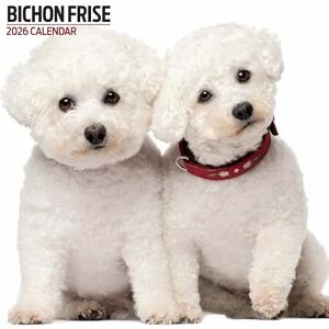 Magnet & Steel Bichon Frise Kalender 2026 Modern Magnet & Steel Bichon Frise Kalender 2026 Modern