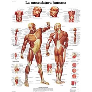 3B Scientific VR3118UU Anatomisches Poster der menschlichen Muskulatur, Einheitsgröße, mehrfarbig 3B Scientific VR3118UU Anatomisches Poster der menschlichen Muskulatur, Einheitsgröße, mehrfarbig