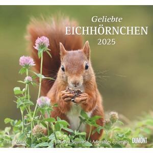 DUMONT Geliebte Eichhörnchen 2025 Wandkalender, 38x35,5cm, Fotokunst-Kalender mit liebevollen Eichhörnchen-Fotografien, Kalender mit den wichtigsten Feiertagen DUMONT Geliebte Eichhörnchen 2025 Wandkalender, 38x35,5cm, Fotokunst-Kalender mit liebevollen Eichhörnchen-Fotografien, Kalender mit den wichtigsten Feiertagen