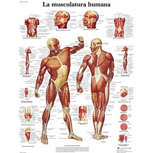 3B Scientific – Laminierte Menschliche Muskulatur Tafel – UV- & Staubgeschütztes Anatomieposter für Studium, Lehre & Kliniken 3B Scientific – Laminierte Menschliche Muskulatur Tafel – UV- & Staubgeschütztes Anatomieposter für Studium, Lehre & Kliniken
