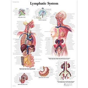 3B Scientific Human Anatomy Lymphsystem Diagramm Papierversion (in englischer Sprache) 3B Scientific Human Anatomy Lymphsystem Diagramm Papierversion (in englischer Sprache)