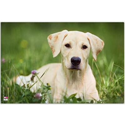 VELOFLEX Schreibtischunterlage 40 x 60 cm Hund Mit transparenter Antireflex-Schutzfolie, rutschfester Unterseite, abwischbar, für Schreibtisch, Mal- und Bastelarbeiten VELOFLEX Schreibtischunterlage 40 x 60 cm Hund Mit transparenter Antireflex-Schutzfolie, rutschfester Unterseite, abwischbar, für Schreibtisch, Mal- und Bastelarbeiten
