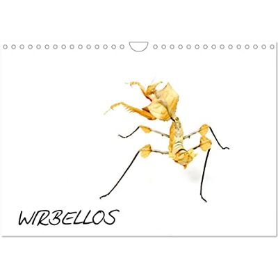 CALVENDO WIRBELLOS (Wandkalender 2026 DIN A4 quer), Monatskalender: Insekten, Spinnentiere, Käfer, Skorpione, Phasmiden, Spinnen, Krebse ( Tiere) CALVENDO WIRBELLOS (Wandkalender 2026 DIN A4 quer), Monatskalender: Insekten, Spinnentiere, Käfer, Skorpione, Phasmiden, Spinnen, Krebse ( Tiere)