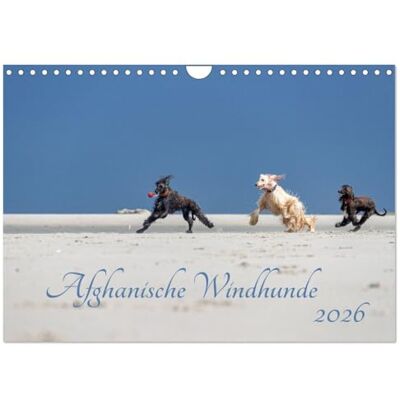 CALVENDO AFGHANISCHE WINDHUNDE 2026 (Wandkalender 2026 DIN A4 quer), Monatskalender: Sie sind schnell, stolz und wunderschön Afghanische Windhunde! ( Tiere) CALVENDO AFGHANISCHE WINDHUNDE 2026 (Wandkalender 2026 DIN A4 quer), Monatskalender: Sie sind schnell, stolz und wunderschön Afghanische Windhunde! ( Tiere)
