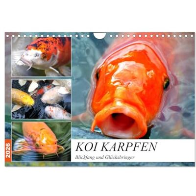 CALVENDO Koi Karpfen. Blickfang und Glücksbringer (Wandkalender 2026 DIN A4 quer), Monatskalender: Die farbenprächtigen Könige im Gartenteich ( Tiere) CALVENDO Koi Karpfen. Blickfang und Glücksbringer (Wandkalender 2026 DIN A4 quer), Monatskalender: Die farbenprächtigen Könige im Gartenteich ( Tiere)
