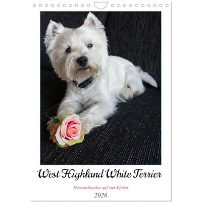 CALVENDO West Highland White Terrier Herzensbrecher auf vier Pfoten (Wandkalender 2026 DIN A4 hoch), Monatskalender: Der Westie kleiner Hund mit großem Herz ( Tiere) CALVENDO West Highland White Terrier Herzensbrecher auf vier Pfoten (Wandkalender 2026 DIN A4 hoch), Monatskalender: Der Westie kleiner Hund mit großem Herz ( Tiere)