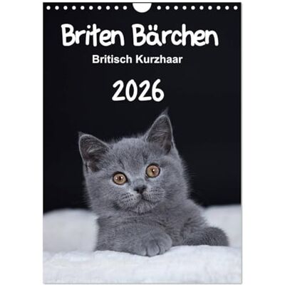CALVENDO Briten Bärchen – Britisch Kurzhaar 2026 (Wandkalender 2026 DIN A4 hoch), Monatskalender: Mit den Britisch Kurzhaar Katzen durch ein ganzes Jahr ( Tiere) CALVENDO Briten Bärchen – Britisch Kurzhaar 2026 (Wandkalender 2026 DIN A4 hoch), Monatskalender: Mit den Britisch Kurzhaar Katzen durch ein ganzes Jahr ( Tiere)