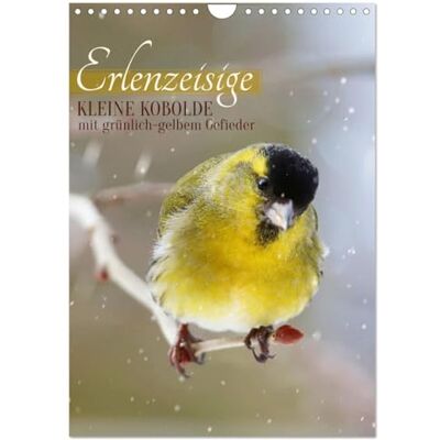 CALVENDO Erlenzeisige, kleine Kobolde (Wandkalender 2026 DIN A4 hoch), Monatskalender: Quirlige kleine grünlich-gelbe Vögelchen ( Tiere) CALVENDO Erlenzeisige, kleine Kobolde (Wandkalender 2026 DIN A4 hoch), Monatskalender: Quirlige kleine grünlich-gelbe Vögelchen ( Tiere)