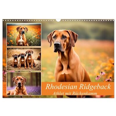 CALVENDO Rhodesian Ridgeback Athlet mit Rückenkamm (Wandkalender 2026 DIN A3 quer), Monatskalender: Muskelpaket aus Südafrika ( Tiere) CALVENDO Rhodesian Ridgeback Athlet mit Rückenkamm (Wandkalender 2026 DIN A3 quer), Monatskalender: Muskelpaket aus Südafrika ( Tiere)