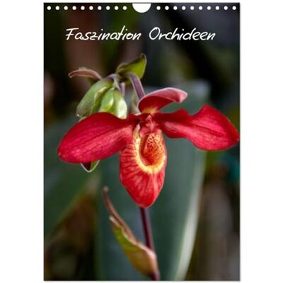 CALVENDO Faszination Orchideen (Wandkalender 2026 DIN A4 hoch), Monatskalender: Der Kalender für den Orchideen-Liebhaber ( Natur) CALVENDO Faszination Orchideen (Wandkalender 2026 DIN A4 hoch), Monatskalender: Der Kalender für den Orchideen-Liebhaber ( Natur)