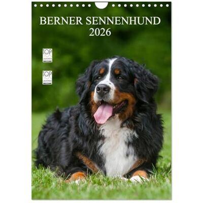 CALVENDO Berner Sennenhund 2026 (Wandkalender 2026 DIN A4 hoch), Monatskalender: Berner Sennenhunde auf 13 wundervollen Fotos ( Tiere) CALVENDO Berner Sennenhund 2026 (Wandkalender 2026 DIN A4 hoch), Monatskalender: Berner Sennenhunde auf 13 wundervollen Fotos ( Tiere)