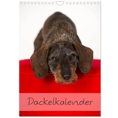 CALVENDO Dackel (Wandkalender 2026 DIN A4 hoch), Monatskalender: 13 schöne Dackelmotive für das ganze Jahr ( Tiere) CALVENDO Dackel (Wandkalender 2026 DIN A4 hoch), Monatskalender: 13 schöne Dackelmotive für das ganze Jahr ( Tiere)