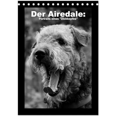 CALVENDO Der Airedale: Portraits eines "Dickkopfes" (Tischkalender 2026 DIN A5 hoch), Monatskalender: Der liebenswerte Airedale hat viele ... möchte keinen anderen mehr! ( Tiere) CALVENDO Der Airedale: Portraits eines "Dickkopfes" (Tischkalender 2026 DIN A5 hoch), Monatskalender: Der liebenswerte Airedale hat viele ... möchte keinen anderen mehr! ( Tiere)