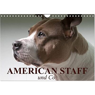 CALVENDO American Staff und Co. (Wandkalender 2026 DIN A4 quer), Monatskalender: Hundepersönlichkeiten zwischen Wahrheit und Vorurteilen ( Tiere) CALVENDO American Staff und Co. (Wandkalender 2026 DIN A4 quer), Monatskalender: Hundepersönlichkeiten zwischen Wahrheit und Vorurteilen ( Tiere)