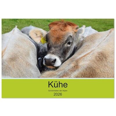 CALVENDO Kühe Schönheiten der Alpen (Tischkalender 2026 DIN A5 quer), Monatskalender CALVENDO Kühe Schönheiten der Alpen (Tischkalender 2026 DIN A5 quer), Monatskalender