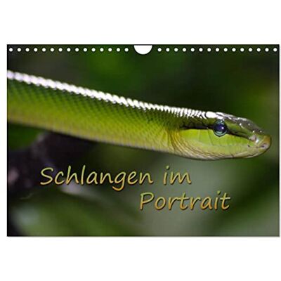CALVENDO Schlangen im Portrait (Wandkalender 2026 DIN A4 quer), Monatskalender: In schönen Tierfotos werden verschiedene Schlangen porträtiert. ( Tiere) CALVENDO Schlangen im Portrait (Wandkalender 2026 DIN A4 quer), Monatskalender: In schönen Tierfotos werden verschiedene Schlangen porträtiert. ( Tiere)