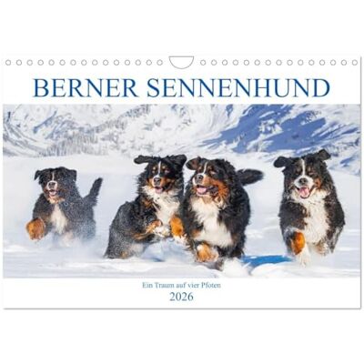 CALVENDO Berner Sennenhund Ein Traum auf vier Pfoten (Wandkalender 2026 DIN A4 quer), Monatskalender: Er ist traumhaft schön, wenn nicht sogar die ... Bilder dieser Traumhunde. ( Tiere) CALVENDO Berner Sennenhund Ein Traum auf vier Pfoten (Wandkalender 2026 DIN A4 quer), Monatskalender: Er ist traumhaft schön, wenn nicht sogar die ... Bilder dieser Traumhunde. ( Tiere)