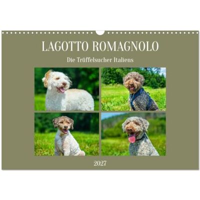 CALVENDO Kalender 2027 · Lagotto Romagnolo die Trüffelsucher Italiens In 13 wunderschönen Fotos stellt die Tierfotografin Sigrid Starick diese liebenswerte… · DIN A3 quer · Wandkalender CALVENDO Kalender 2027 · Lagotto Romagnolo die Trüffelsucher Italiens In 13 wunderschönen Fotos stellt die Tierfotografin Sigrid Starick diese liebenswerte… · DIN A3 quer · Wandkalender