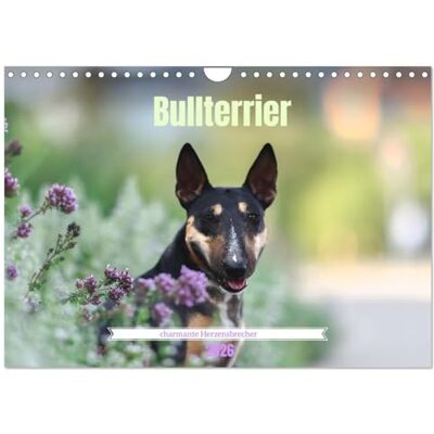 CALVENDO Bullterrier charmante Herzensbrecher (Wandkalender 2026 DIN A4 quer), Monatskalender: Entdecken Sie den Charakter und Charme des Bullterriers ( Tiere) CALVENDO Bullterrier charmante Herzensbrecher (Wandkalender 2026 DIN A4 quer), Monatskalender: Entdecken Sie den Charakter und Charme des Bullterriers ( Tiere)
