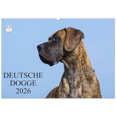 CALVENDO Deutsche Dogge 2026 (Wandkalender 2026 DIN A2 quer), Monatskalender: Der Apoll unter den Hunden auf 13 wunderschönen Fotos in Porträt und Action ( Tiere) CALVENDO Deutsche Dogge 2026 (Wandkalender 2026 DIN A2 quer), Monatskalender: Der Apoll unter den Hunden auf 13 wunderschönen Fotos in Porträt und Action ( Tiere)