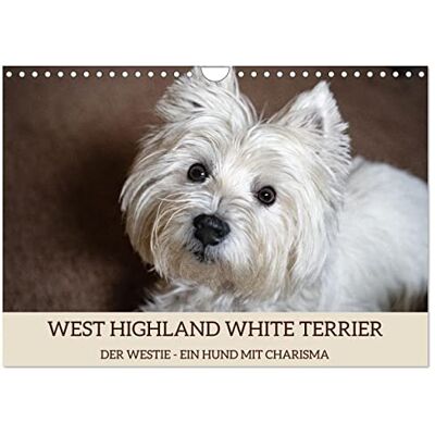 CALVENDO WEST HIGHLAND WHITE TERRIER DER WESTIE EIN HUND MIT CHARISMA (Wandkalender 2026 DIN A4 quer), Monatskalender: Bezaubernde Fotos des ... liebevoll Westie genannt. ( Tiere) CALVENDO WEST HIGHLAND WHITE TERRIER DER WESTIE EIN HUND MIT CHARISMA (Wandkalender 2026 DIN A4 quer), Monatskalender: Bezaubernde Fotos des ... liebevoll Westie genannt. ( Tiere)