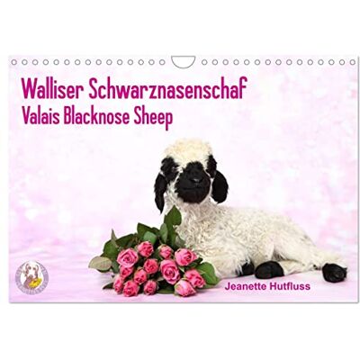 CALVENDO Walliser Schwarznasenschaf Valais Blacknose Sheep (Wandkalender 2026 DIN A4 quer), Monatskalender: 12 niedliche Fotos von "Paulchen" dem ... begleiten Sie durch´s Jahr ( Tiere) CALVENDO Walliser Schwarznasenschaf Valais Blacknose Sheep (Wandkalender 2026 DIN A4 quer), Monatskalender: 12 niedliche Fotos von "Paulchen" dem ... begleiten Sie durch´s Jahr ( Tiere)