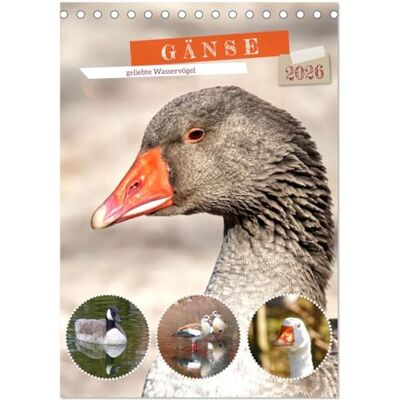 CALVENDO Gänse, geliebte Wasservögel (Tischkalender 2026 DIN A5 hoch), Monatskalender: Bezaubernde Fotos von vier Gänsearten ( Tiere) CALVENDO Gänse, geliebte Wasservögel (Tischkalender 2026 DIN A5 hoch), Monatskalender: Bezaubernde Fotos von vier Gänsearten ( Tiere)