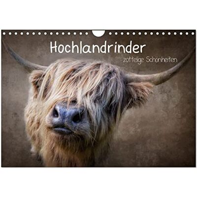 CALVENDO Hochlandrinder Zottelige Schönheiten (Wandkalender 2026 DIN A4 quer), Monatskalender: Die Models unter den Kühen in eindrucksvollen Bildern ( Tiere) CALVENDO Hochlandrinder Zottelige Schönheiten (Wandkalender 2026 DIN A4 quer), Monatskalender: Die Models unter den Kühen in eindrucksvollen Bildern ( Tiere)