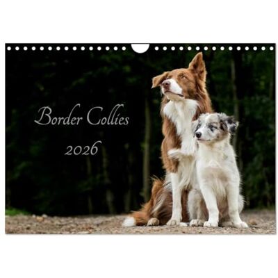 CALVENDO Border Collies 2026 (Wandkalender 2026 DIN A4 quer), Monatskalender: Ein Kalender der die bunte Vielfalt der beliebten Hütehunde präsentiert ( Tiere) CALVENDO Border Collies 2026 (Wandkalender 2026 DIN A4 quer), Monatskalender: Ein Kalender der die bunte Vielfalt der beliebten Hütehunde präsentiert ( Tiere)