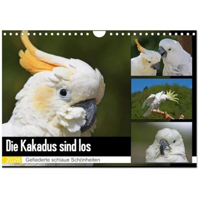 CALVENDO Die Kakadus sind los (Wandkalender 2026 DIN A4 quer), Monatskalender: Gefiederte schlaue Schönheiten ( Tiere) CALVENDO Die Kakadus sind los (Wandkalender 2026 DIN A4 quer), Monatskalender: Gefiederte schlaue Schönheiten ( Tiere)