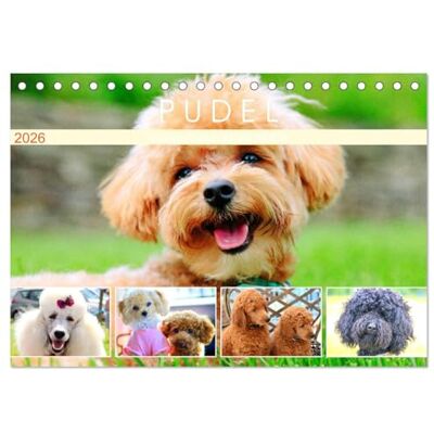 CALVENDO Pudel. Lustige Allrounder im Wollfell (Tischkalender 2026 DIN A5 quer), Monatskalender: Die begabten und liebenswerten Frohnaturen! ( Tiere) CALVENDO Pudel. Lustige Allrounder im Wollfell (Tischkalender 2026 DIN A5 quer), Monatskalender: Die begabten und liebenswerten Frohnaturen! ( Tiere)