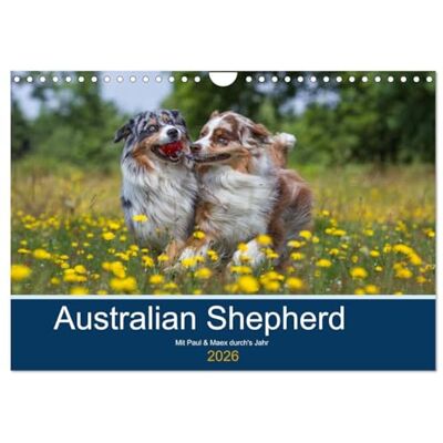 CALVENDO Australian Shepherd 2026 (Wandkalender 2026 DIN A4 quer), Monatskalender: Mit Paul und Maex durch's Jahr ( Tiere) CALVENDO Australian Shepherd 2026 (Wandkalender 2026 DIN A4 quer), Monatskalender: Mit Paul und Maex durch's Jahr ( Tiere)
