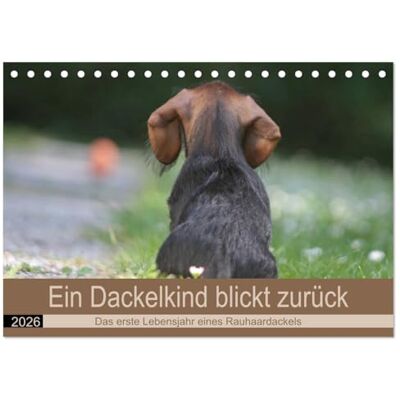 CALVENDO Ein Dackelkind blickt zurück (Tischkalender 2026 DIN A5 quer), Monatskalender: Das spannende erste Jahr im Leben eines Rauhaardackel. ( Hobbys) CALVENDO Ein Dackelkind blickt zurück (Tischkalender 2026 DIN A5 quer), Monatskalender: Das spannende erste Jahr im Leben eines Rauhaardackel. ( Hobbys)