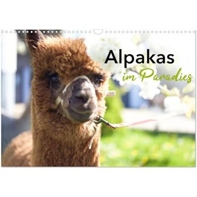CALVENDO Alpakas im Paradies (Wandkalender 2026 DIN A3 quer), Monatskalender: glückliche Alpakas in idyllischer Umgebung ( Tiere) CALVENDO Alpakas im Paradies (Wandkalender 2026 DIN A3 quer), Monatskalender: glückliche Alpakas in idyllischer Umgebung ( Tiere)