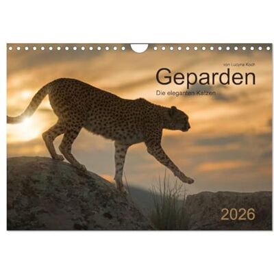 CALVENDO Geparden. Die eleganten Katzen. (Wandkalender 2026 DIN A4 quer), Monatskalender: Eindrucksvolle Geparden-Portraits in ihrer natürlicher Umgebung. ( Tiere) CALVENDO Geparden. Die eleganten Katzen. (Wandkalender 2026 DIN A4 quer), Monatskalender: Eindrucksvolle Geparden-Portraits in ihrer natürlicher Umgebung. ( Tiere)