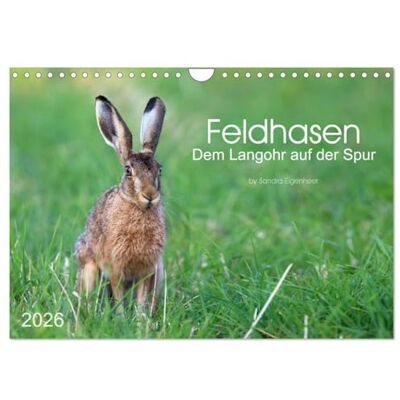 CALVENDO Feldhasen dem Langohr auf der Spur (Wandkalender 2026 DIN A4 quer), Monatskalender: Eindrücke aus dem Leben eines immer seltener werdenden Säugetiers ( Tiere) CALVENDO Feldhasen dem Langohr auf der Spur (Wandkalender 2026 DIN A4 quer), Monatskalender: Eindrücke aus dem Leben eines immer seltener werdenden Säugetiers ( Tiere)