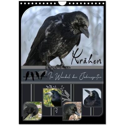 CALVENDO Krähen Im Wandel der Jahreszeiten (Wandkalender 2026 DIN A4 hoch), Monatskalender: Krähen eine faszinierende Reise durchs Jahr mit den ... Seite unterstreichen. ( Tiere) CALVENDO Krähen Im Wandel der Jahreszeiten (Wandkalender 2026 DIN A4 hoch), Monatskalender: Krähen eine faszinierende Reise durchs Jahr mit den ... Seite unterstreichen. ( Tiere)