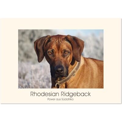 CALVENDO Rhodesian Ridgeback Power aus Südafrika (Wandkalender 2026 DIN A4 quer), Monatskalender: Faszination Ridgeback Ein Portrait ( Tiere) CALVENDO Rhodesian Ridgeback Power aus Südafrika (Wandkalender 2026 DIN A4 quer), Monatskalender: Faszination Ridgeback Ein Portrait ( Tiere)