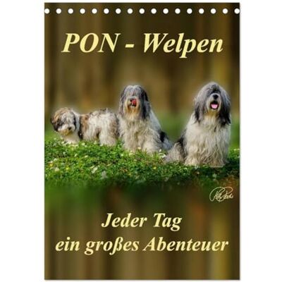 CALVENDO PON-Welpen jeder Tag ein großes Abenteuer/Planer (Tischkalender 2026 DIN A5 hoch), Monatskalender: PON-Welpen einzigartige, sehr ... mit unstillbarem Spieltrieb ( Tiere) CALVENDO PON-Welpen jeder Tag ein großes Abenteuer/Planer (Tischkalender 2026 DIN A5 hoch), Monatskalender: PON-Welpen einzigartige, sehr ... mit unstillbarem Spieltrieb ( Tiere)