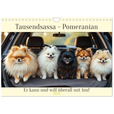 CALVENDO Tausendsassa Pomeranian (Wandkalender 2026 DIN A4 quer), Monatskalender: Er kann und will überall mit hin! ( Tiere) CALVENDO Tausendsassa Pomeranian (Wandkalender 2026 DIN A4 quer), Monatskalender: Er kann und will überall mit hin! ( Tiere)