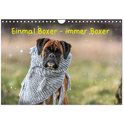 CALVENDO Einmal Boxer immer Boxer (Wandkalender 2026 DIN A4 quer), Monatskalender: Boxer, die tollsten Hunde der Welt. ( Tiere) CALVENDO Einmal Boxer immer Boxer (Wandkalender 2026 DIN A4 quer), Monatskalender: Boxer, die tollsten Hunde der Welt. ( Tiere)