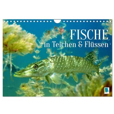 CALVENDO Fische in Teichen und Flüssen (Wandkalender 2026 DIN A4 quer), Monatskalender: Großartige Unterwasseraufnahmen von Fischen in unseren Gewässern ( Tiere) CALVENDO Fische in Teichen und Flüssen (Wandkalender 2026 DIN A4 quer), Monatskalender: Großartige Unterwasseraufnahmen von Fischen in unseren Gewässern ( Tiere)