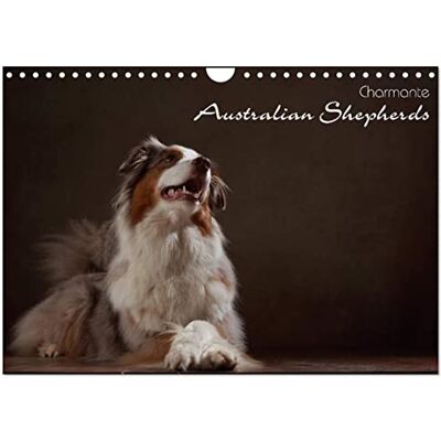 CALVENDO Charmante Australian Shepherds (Wandkalender 2026 DIN A4 quer), Monatskalender: Australian Shepherds im Portrait ( Tiere) CALVENDO Charmante Australian Shepherds (Wandkalender 2026 DIN A4 quer), Monatskalender: Australian Shepherds im Portrait ( Tiere)