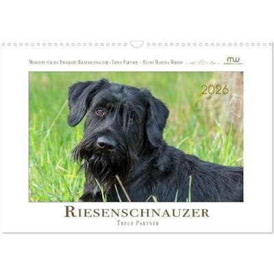 CALVENDO Riesenschnauzer Treue Partner (Wandkalender 2026 DIN A3 quer), Monatskalender: Riesenschnauzer charakterstarke Hunde mit ganz viel Herz ( Tiere) CALVENDO Riesenschnauzer Treue Partner (Wandkalender 2026 DIN A3 quer), Monatskalender: Riesenschnauzer charakterstarke Hunde mit ganz viel Herz ( Tiere)