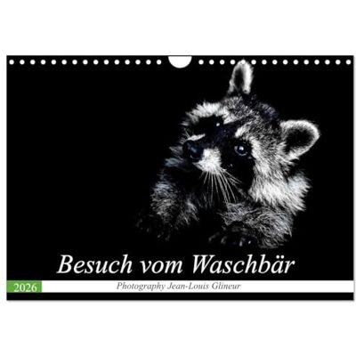CALVENDO Besuch vom Waschbär (Wandkalender 2026 DIN A4 quer), Monatskalender: Drollig, klug und schön anzuschauen ( Tiere) CALVENDO Besuch vom Waschbär (Wandkalender 2026 DIN A4 quer), Monatskalender: Drollig, klug und schön anzuschauen ( Tiere)