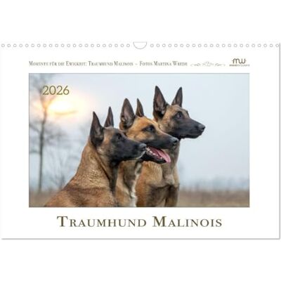 CALVENDO Traumhund Malinois (Wandkalender 2026 DIN A3 quer), Monatskalender: Der Malinois, ein Hund mit hohen Ansprüchen. Lassen Sie sich verzaubern ... dieser wundervollen Rasse. ( Tiere) CALVENDO Traumhund Malinois (Wandkalender 2026 DIN A3 quer), Monatskalender: Der Malinois, ein Hund mit hohen Ansprüchen. Lassen Sie sich verzaubern ... dieser wundervollen Rasse. ( Tiere)